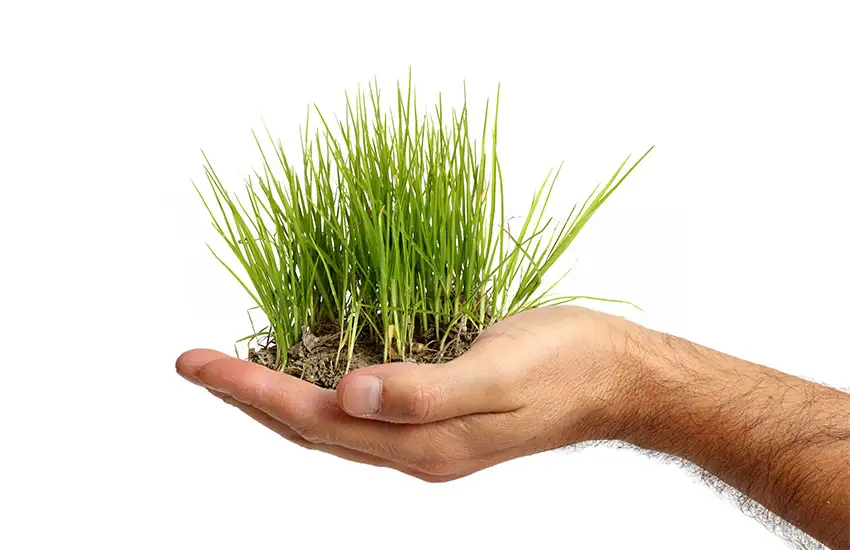 Custom Lawn and Shrub Care Programs