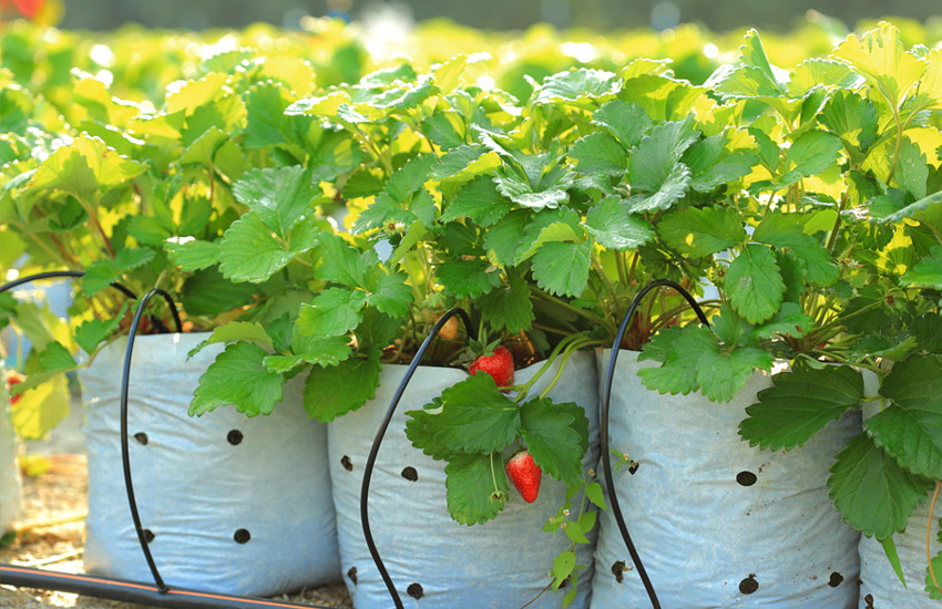 Irrigation Services Norwalk Connecticut