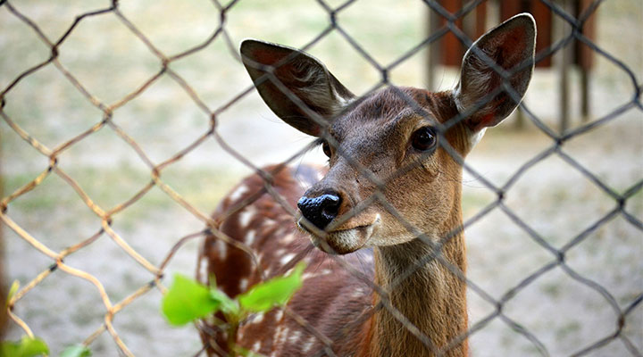 Deer Repellent/Fencing & Tick Control