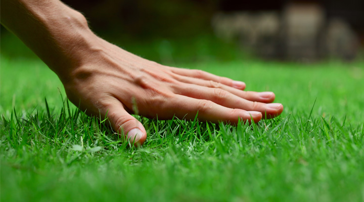 Custom Lawn & Shrub Care Programs