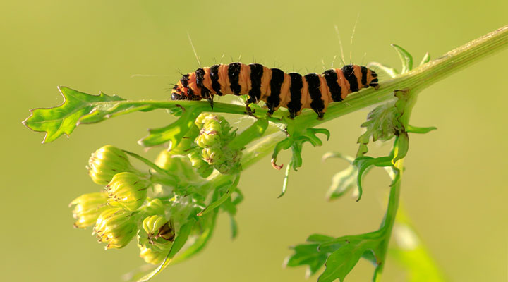 Weed, Insect & Disease Control