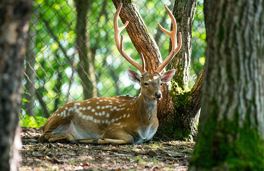 Wildlife Fence Services