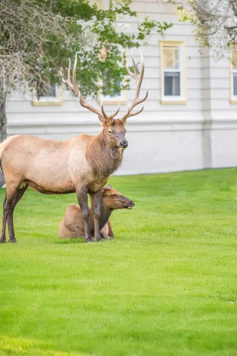 Deer Repellent, Tick & Mosquito Control