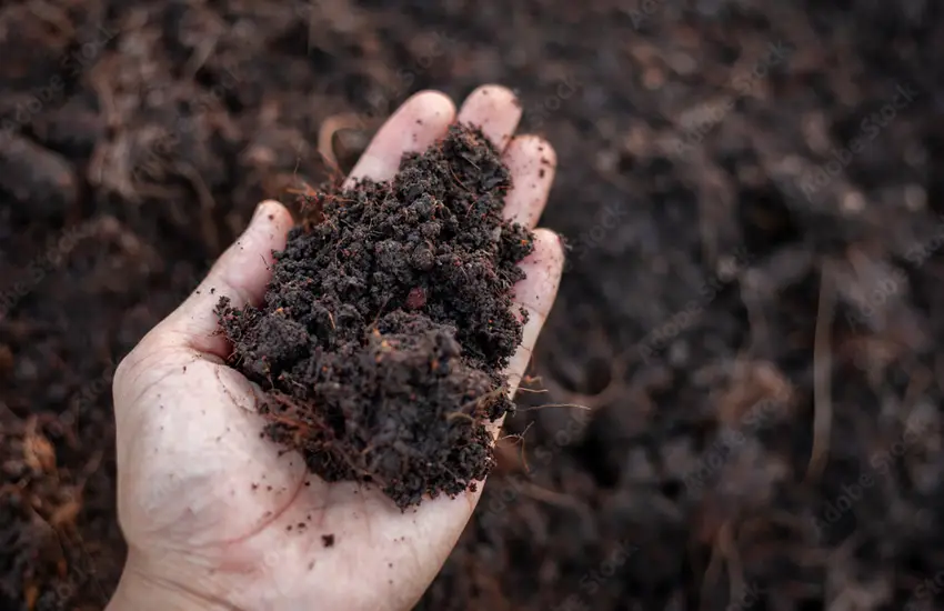 Disease Control Services